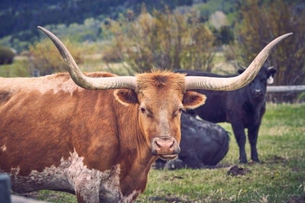 Brown Longhorn Cow Animal Country
