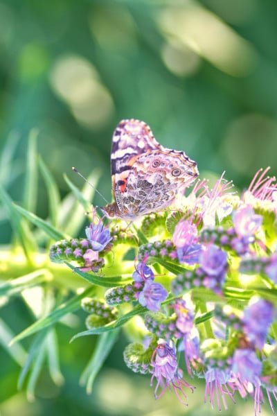 Butterfly Spring Nature Flower Macro