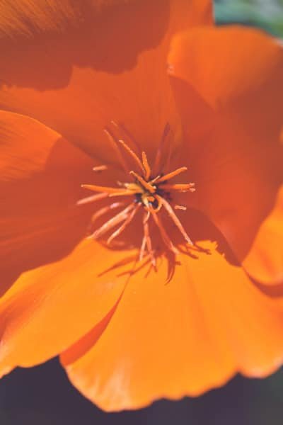 California Poppy Orange Flower Macro