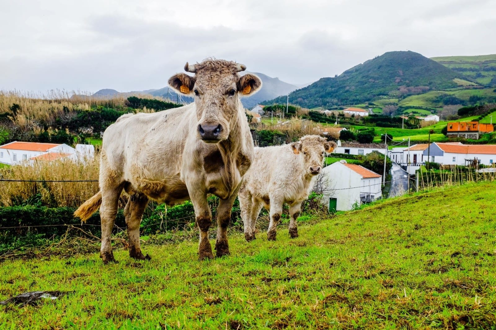 Cow Country Hills Nature Cow Country Hills Nature