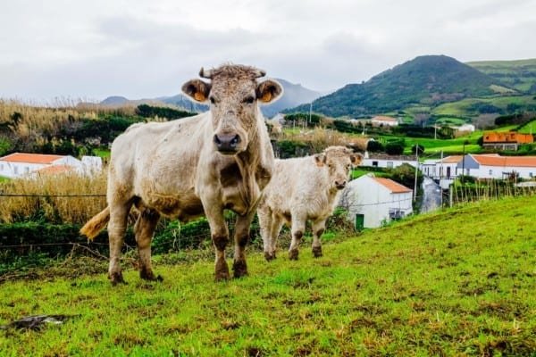 Cow Country Hills Nature