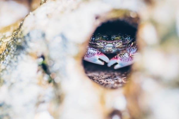 Crab Oceanlife Macro Nature