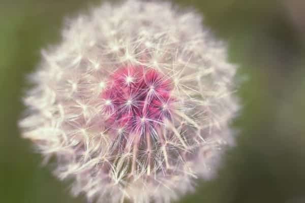 Dandelion Flower Macro Nature