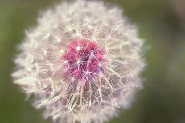 Dandelion Flower Macro Nature Dandelion Flower Macro Nature