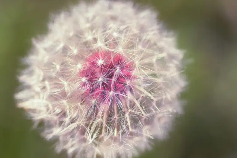 Dandelion Flower Macro Nature2