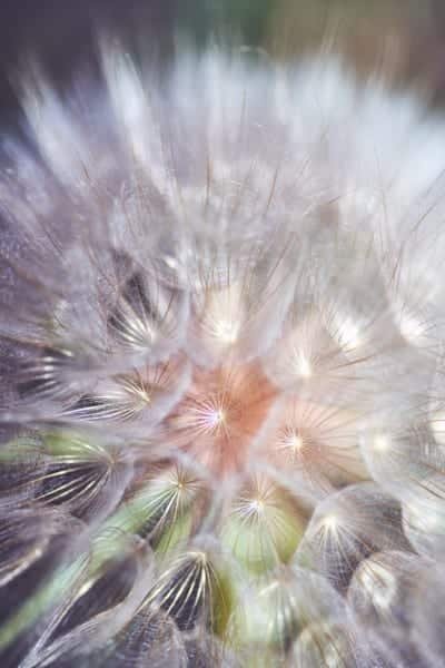 Dandelion Flower Wish Macro Nature