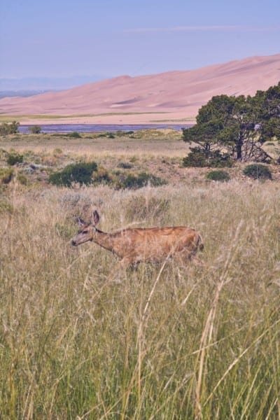 Deer Sand Dunes Wildlife Nature