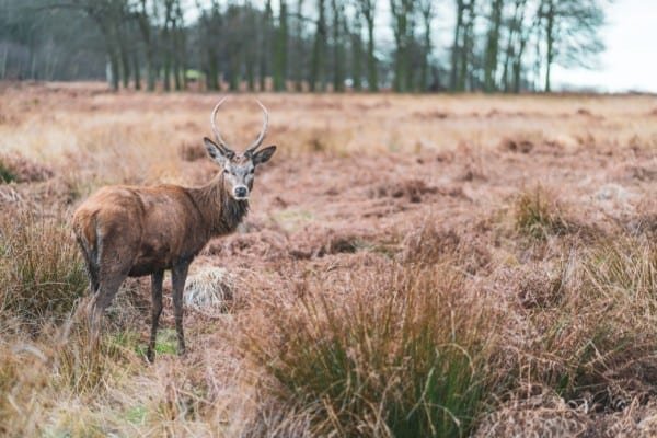 Deer Stag Horns Wildlife Forest