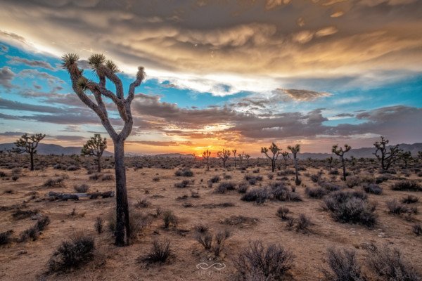 Desert Landscape Storm Sunset JoshuaTree