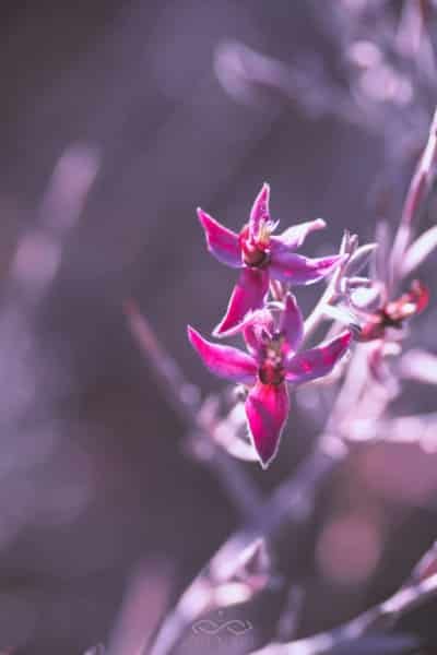 Desert Pink Wildflower Macro Nature