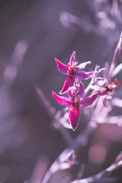 Desert Pink Wildflower Macro Nature Desert Pink Wildflower Macro Nature
