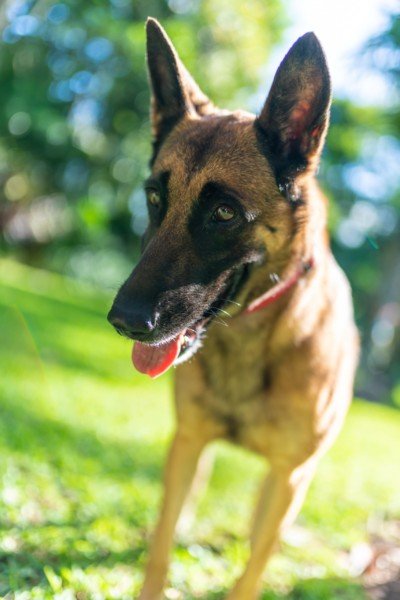 Dog Running Shepherd Brown Bokeh
