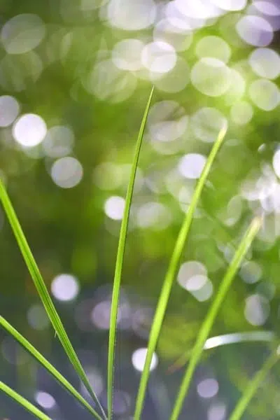 Green Grass Palm Nature Macro Green Grass Palm Nature Macro