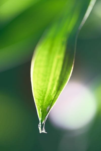 Green Leaf Cobwebs Nature Macro