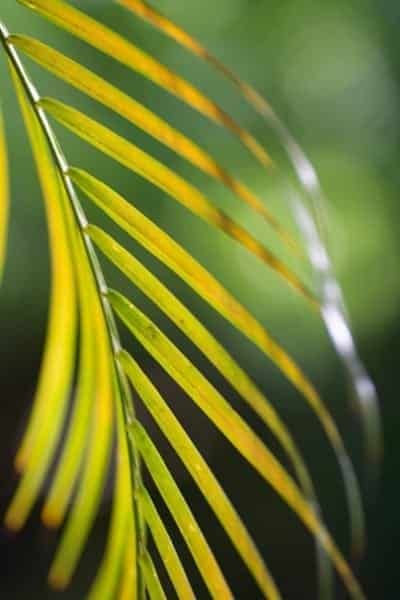 Green Palm Leaf Jungle Nature