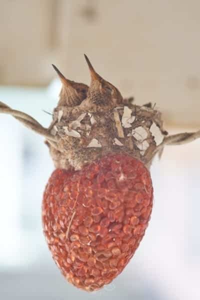Hummingbird Chicks Nest Macro Nature