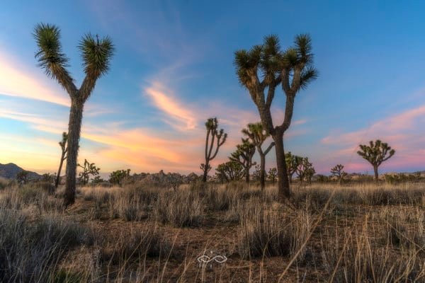 Joshua Tree California Desert Landsape