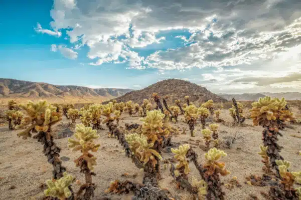 Joshua Tree Landscape Cholla California Joshua Tree Landscape Cholla California