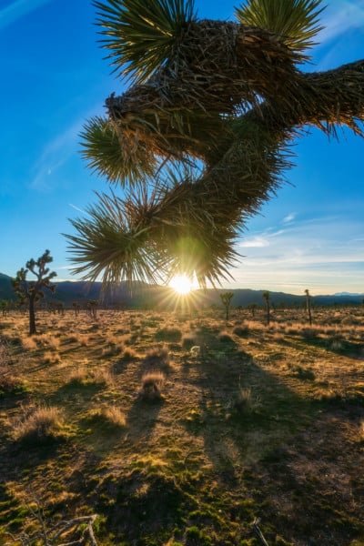 Joshua Tree Yucca Sunshine Landscape