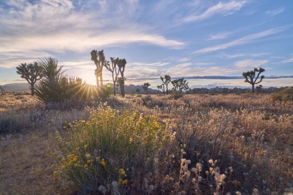 JoshuaTree Desert Landscape Sunrise Nature