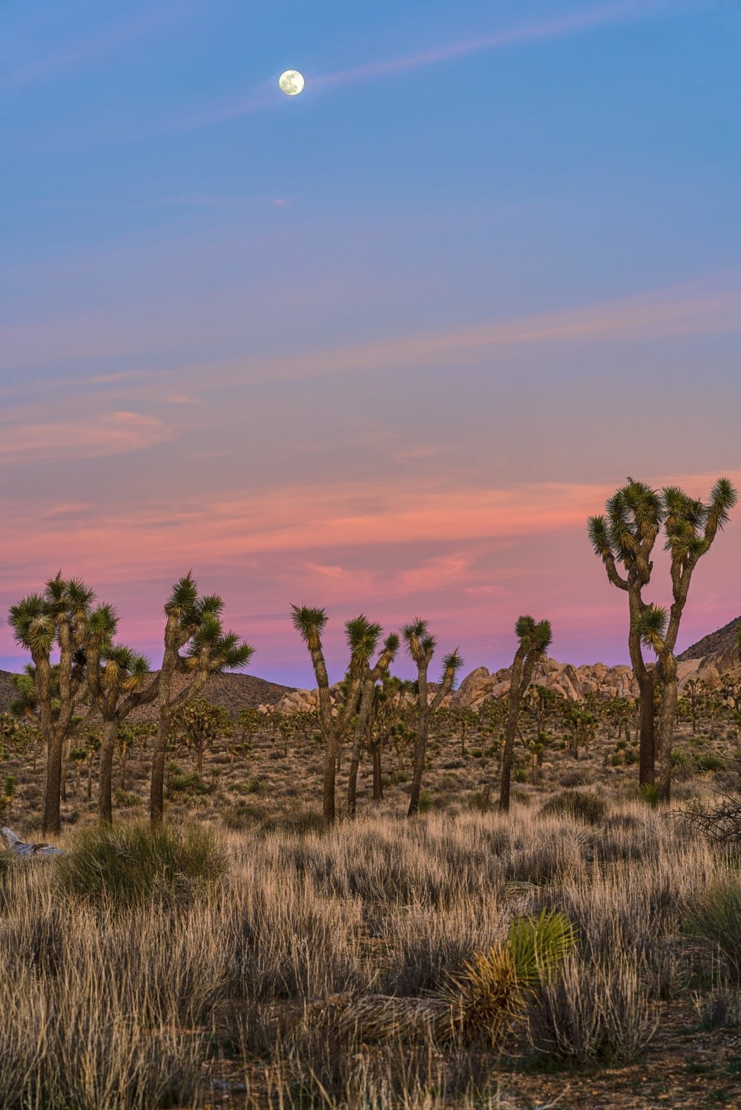 JoshuaTree Landscape Full Moon Sunset JoshuaTree Landscape Full Moon Sunset