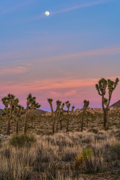 JoshuaTree Landscape Full Moon Sunset