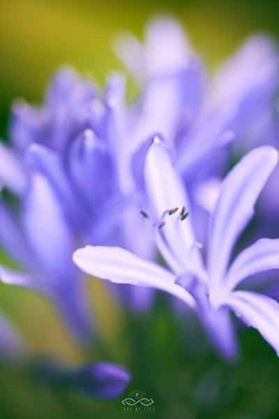 Lavender Lily Wildflower Nature Macro