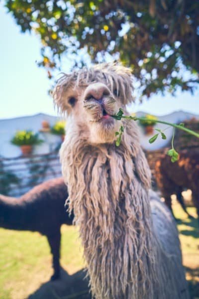 Llama Peru Animal Portrait Travel