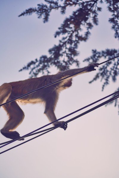 Monkey Animal Climbing Wildlife Nature
