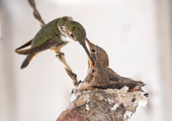 Mother Hummingbird Feeding Babies Wildlife