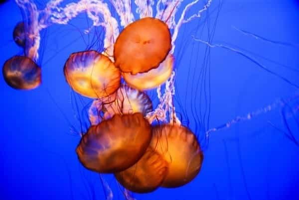 Orange Jellyfish Oceanlife Tentacles Marine