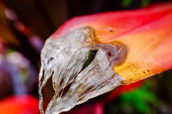 Orange Tropical Leaf Nature Macro