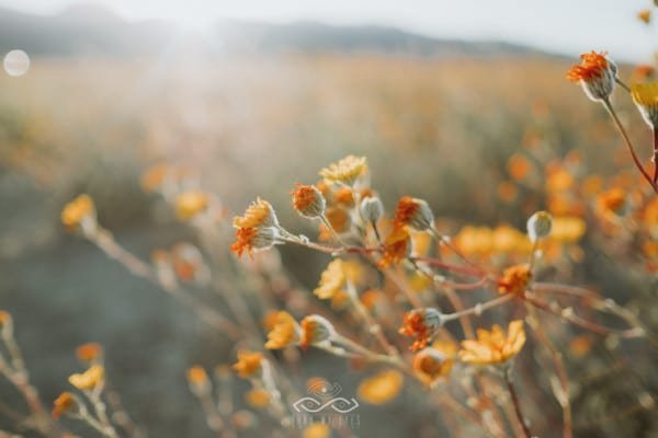 Orange Wildflower Field Nature Sunset