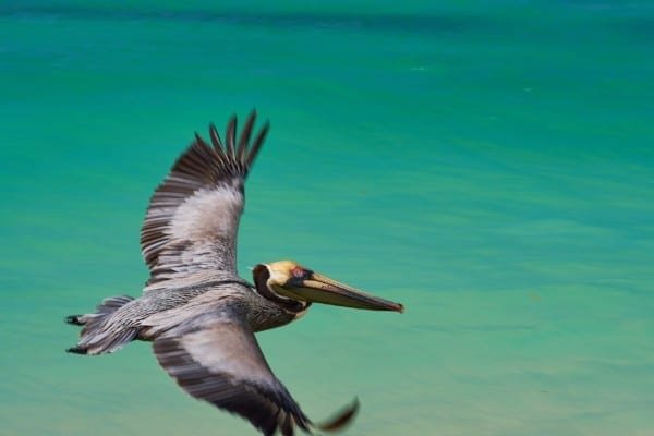 Pelican Bird Flying Ocean Wildlife