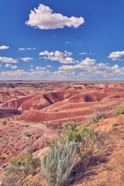 Petrified Forest Arizona Nature Landscape