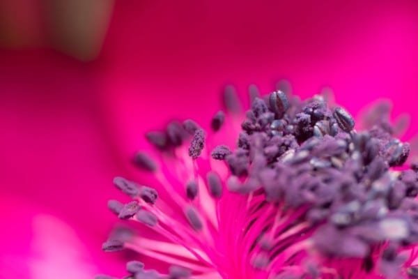 Pink Anemone Flower Macro Nature