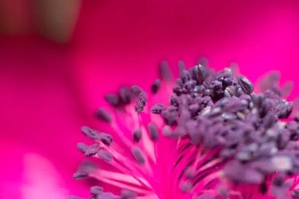 Pink Anemone Flower Macro Nature Pink Anemone Flower Macro Nature