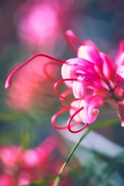 Pink Antenna Wildflower Nature Macro
