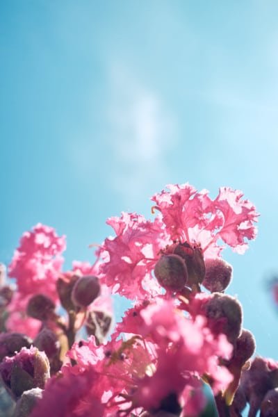Pink Blue Sky Wildflowers Nature