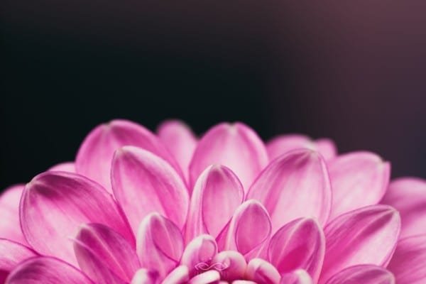 Pink Dahlia Flower Nature Macro