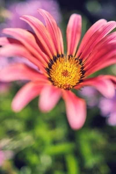 Pink Daisy Flower Nature Macro