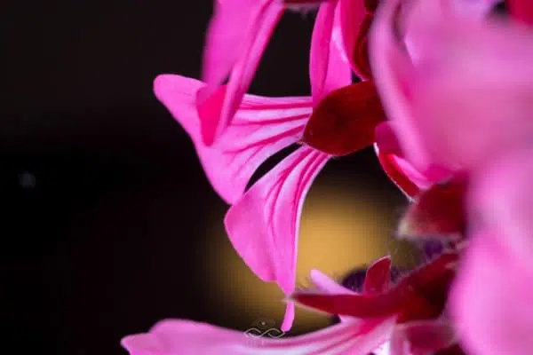 Pink Flower Backlight Nature Macro Pink Flower Backlight Nature Macro