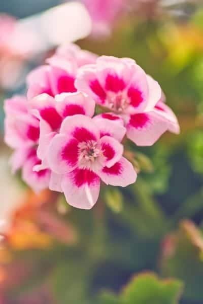 Pink Geranium Flower Nature Macro