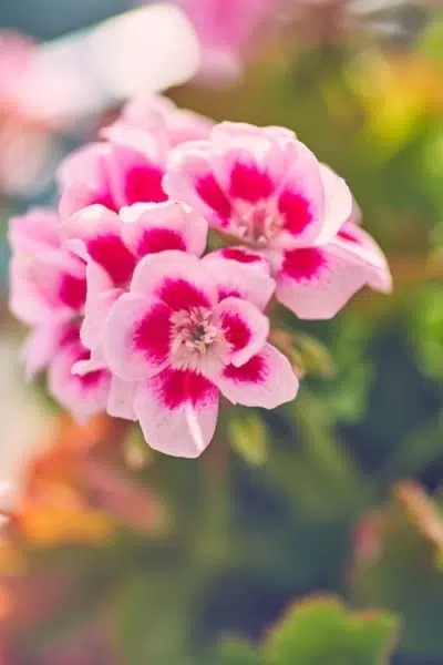 Pink Geranium Flower Nature Macro Pink Geranium Flower Nature Macro