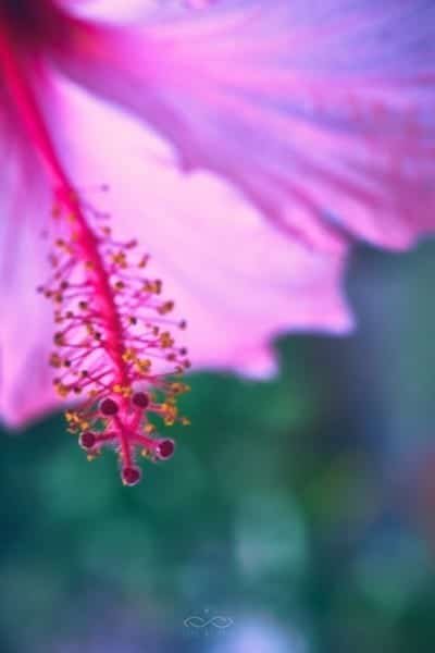 Pink Hibiscus Flower Hanging Macro