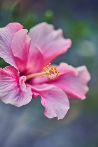 Pink Hibiscus Flower Middle Macro