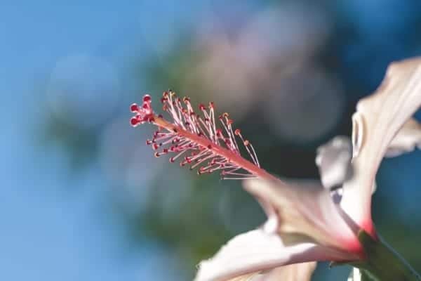 Pink Hibiscus Flower Nature Macro