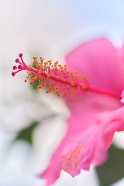 Pink Hibiscus Flower Side Macro