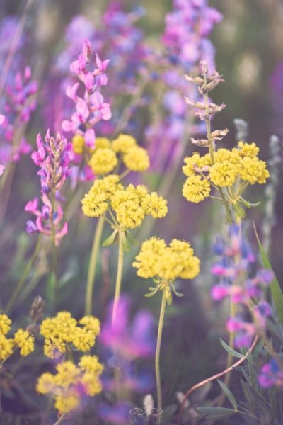 Pink Yellow Wildflower Nature Macro