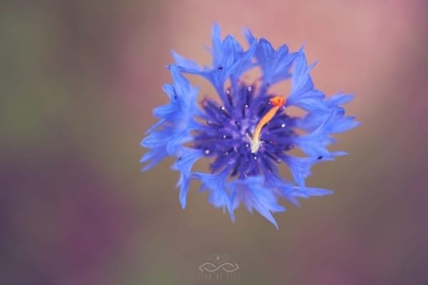 Prurple Blue Wildflower Nature Macro